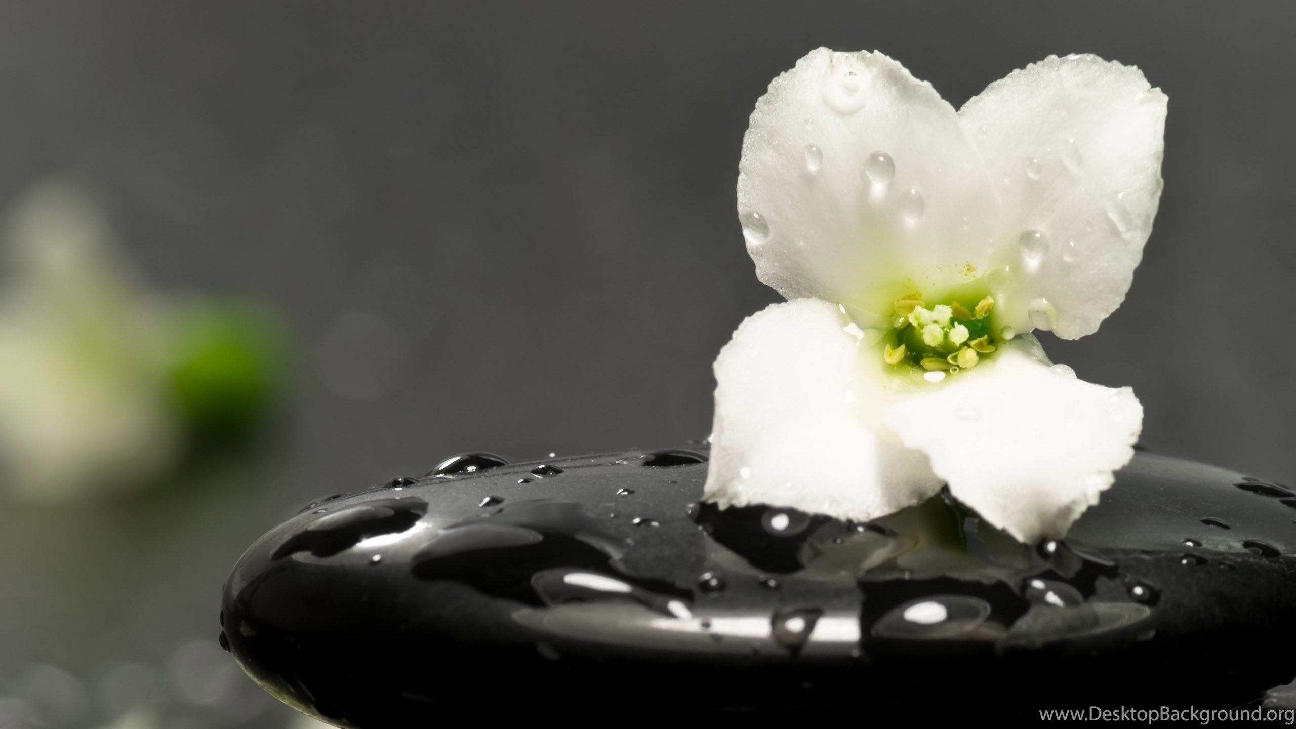 Zen Wallpaper, Wallpaper, Zen Wallpapers Hd Wallpaper, Fondos
