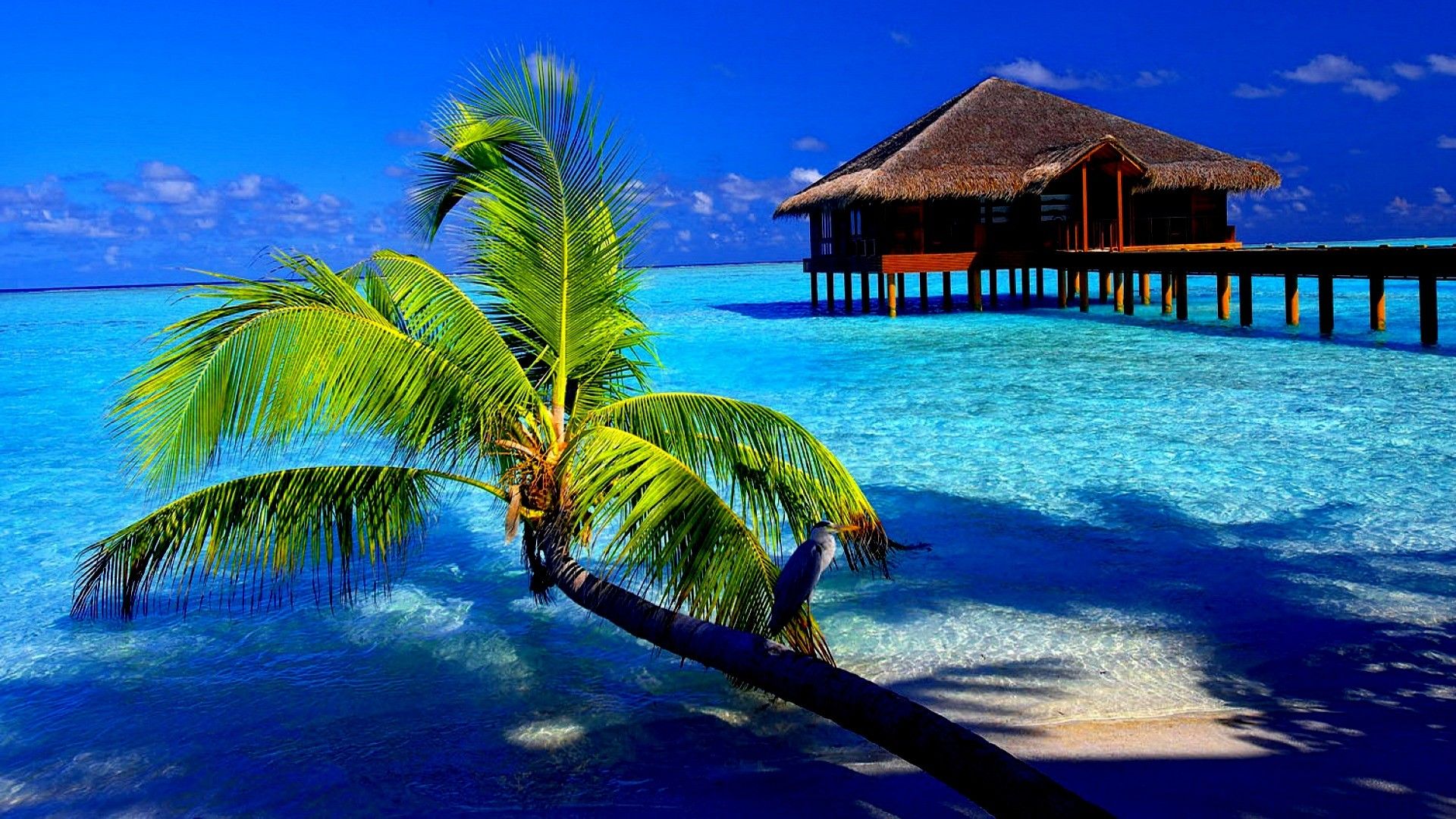 Más de 58 fondos de pantalla de Tropical Pictures