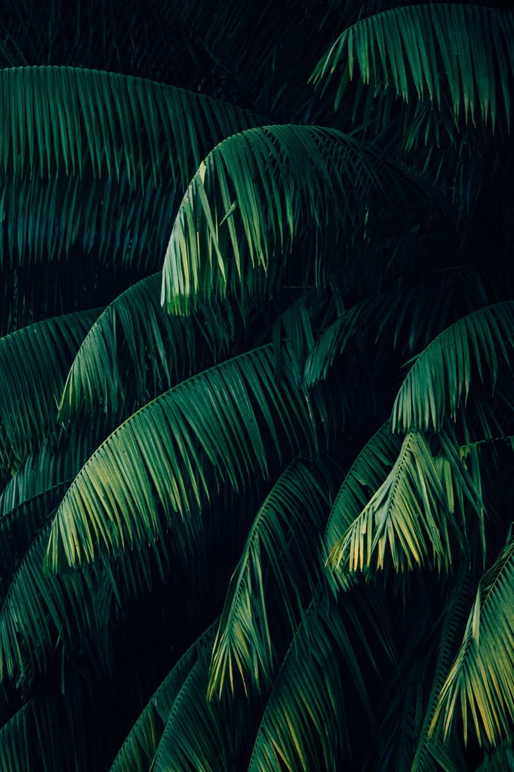 Mejores 100+ fotos tropicales | Descargar imágenes y fotos gratis en