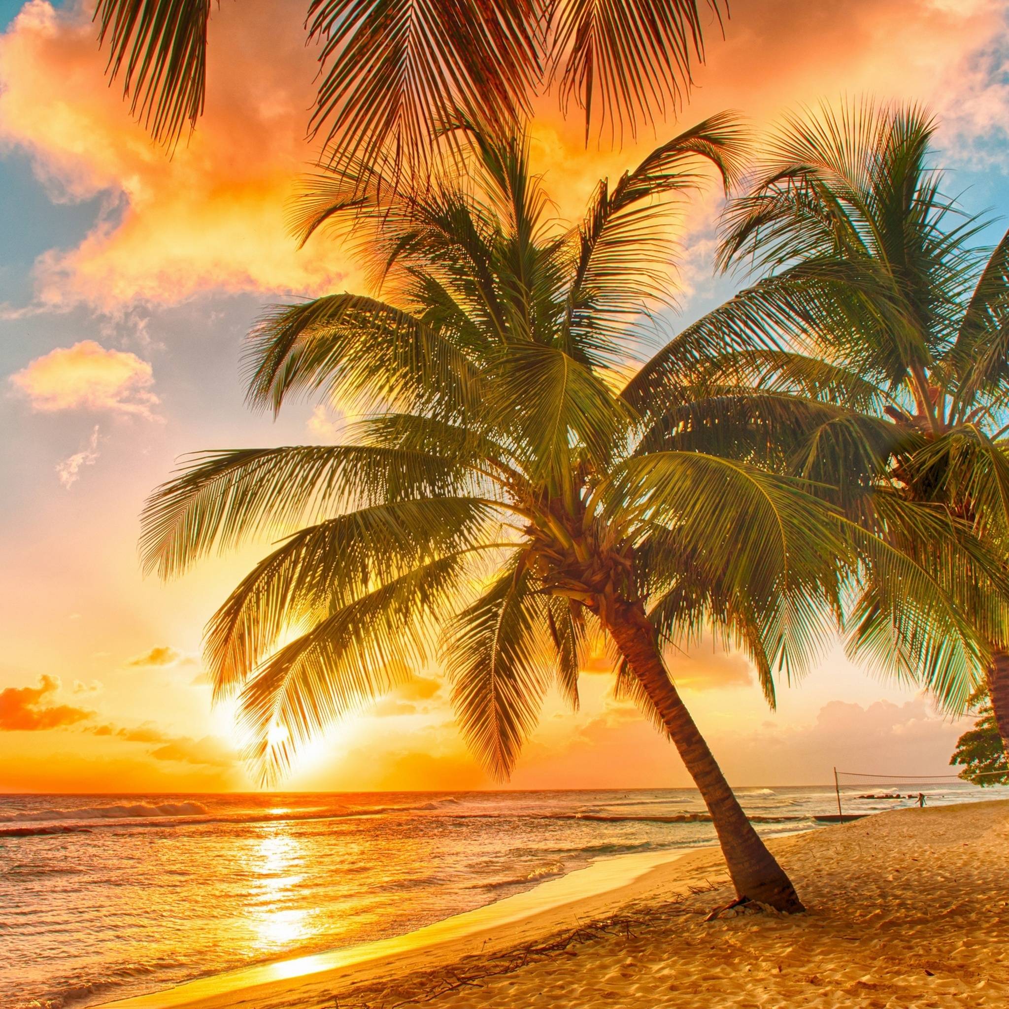 Imagen tropical: descargue la mejor HD en digitalimagemakerworld.com