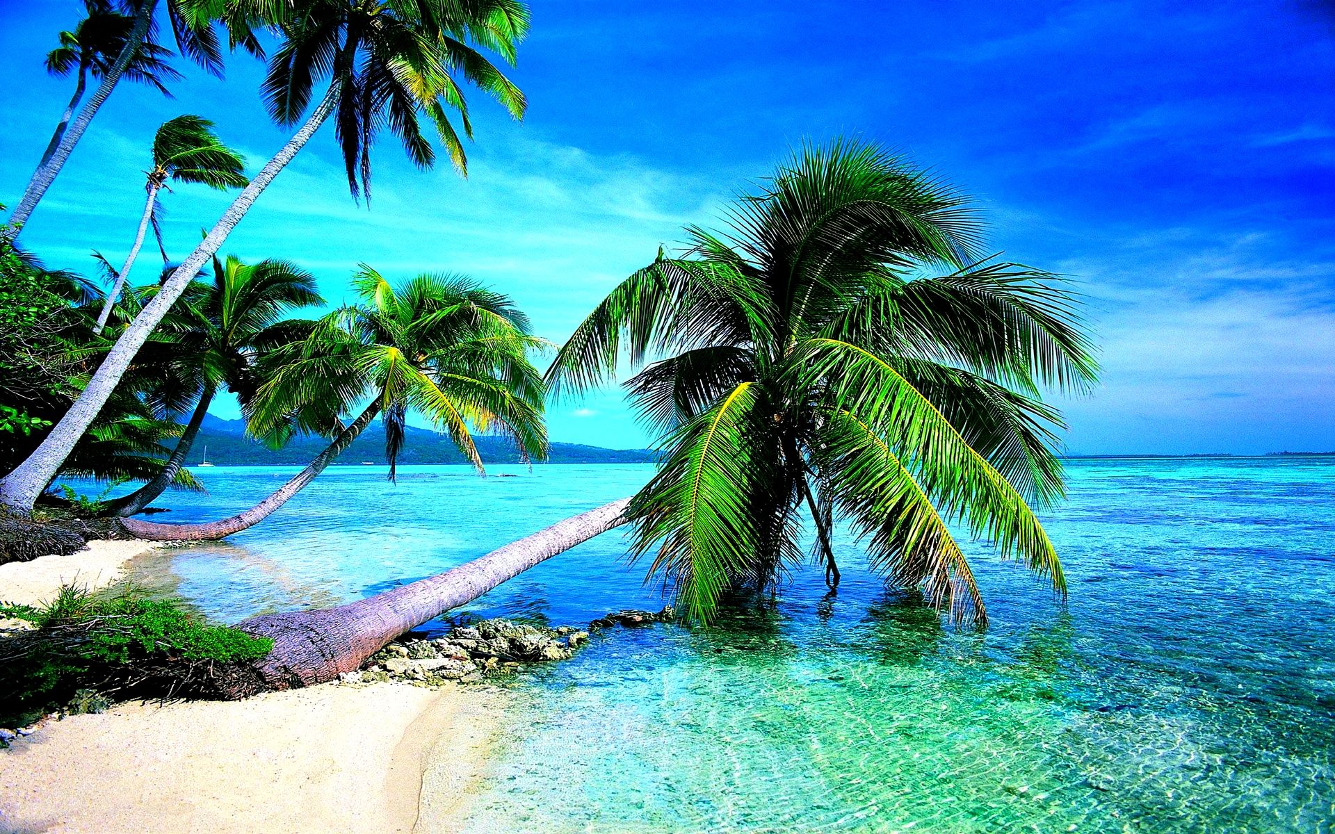 Fondo de pantalla tropical # 6874855