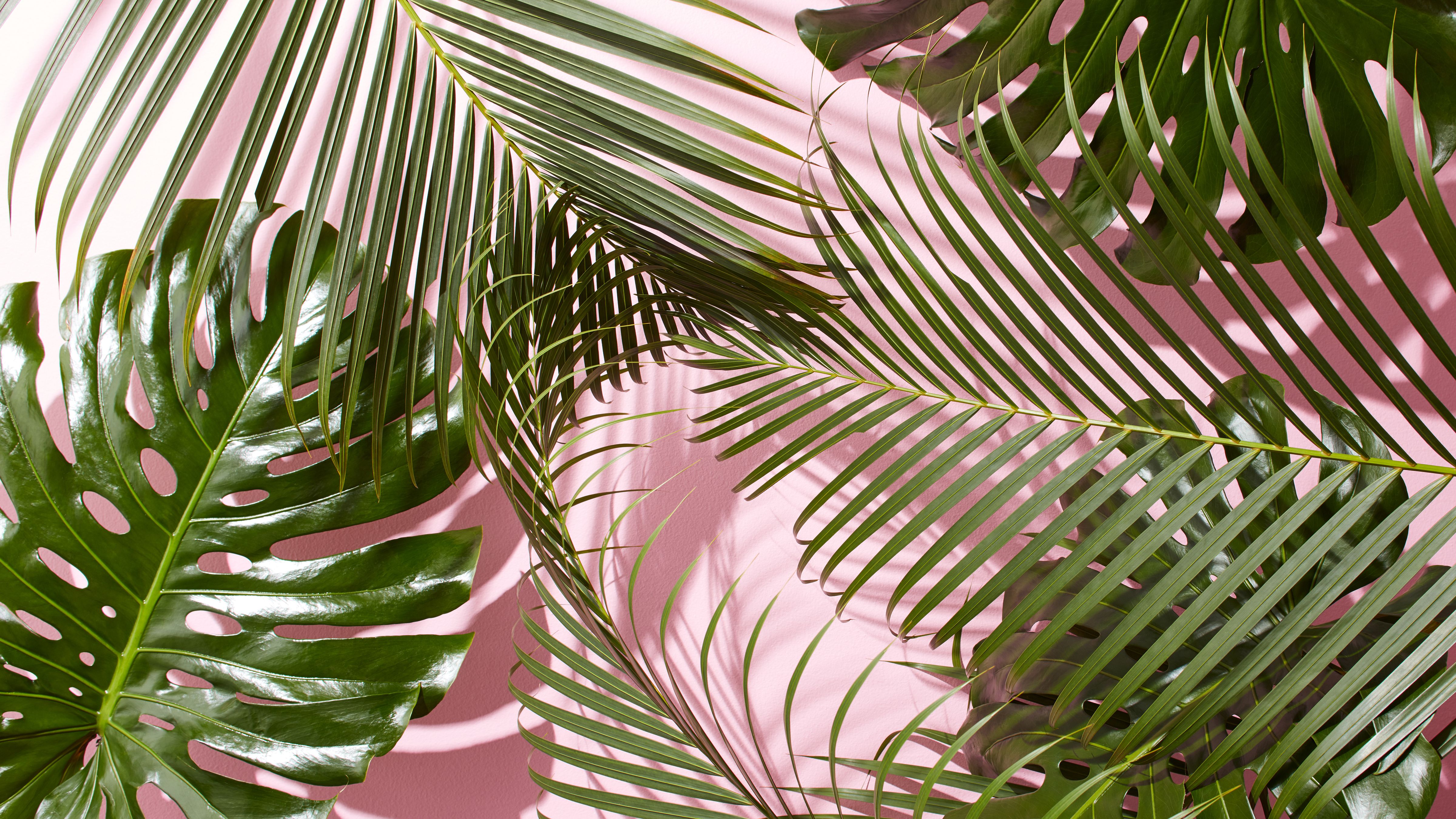 Papel pintado tropical 14 - 4800 X 2700 | stmed.net