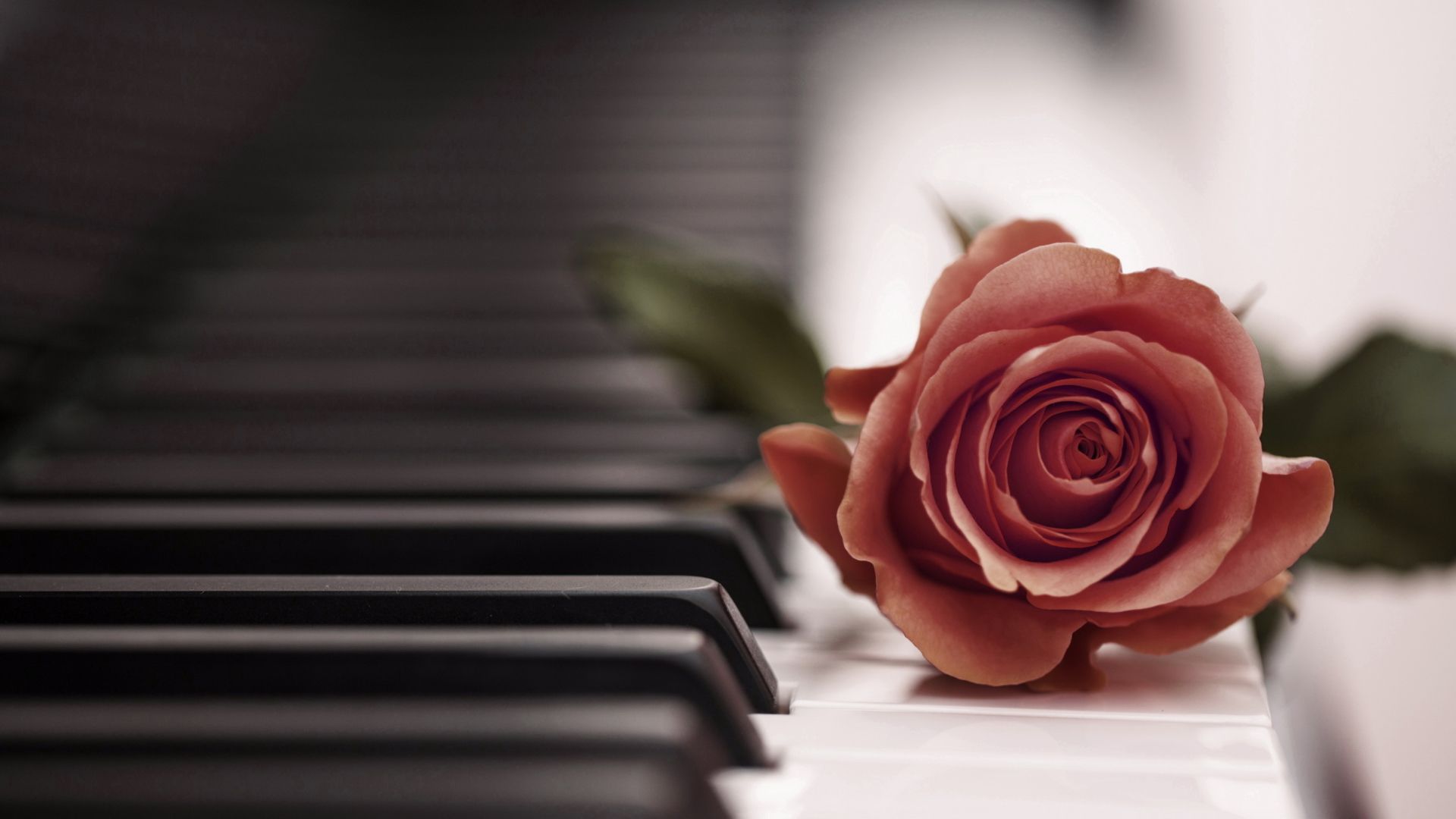 Rose Piano Wallpapers Phone con escritorio HD 1920x1080 px 501.35 KB