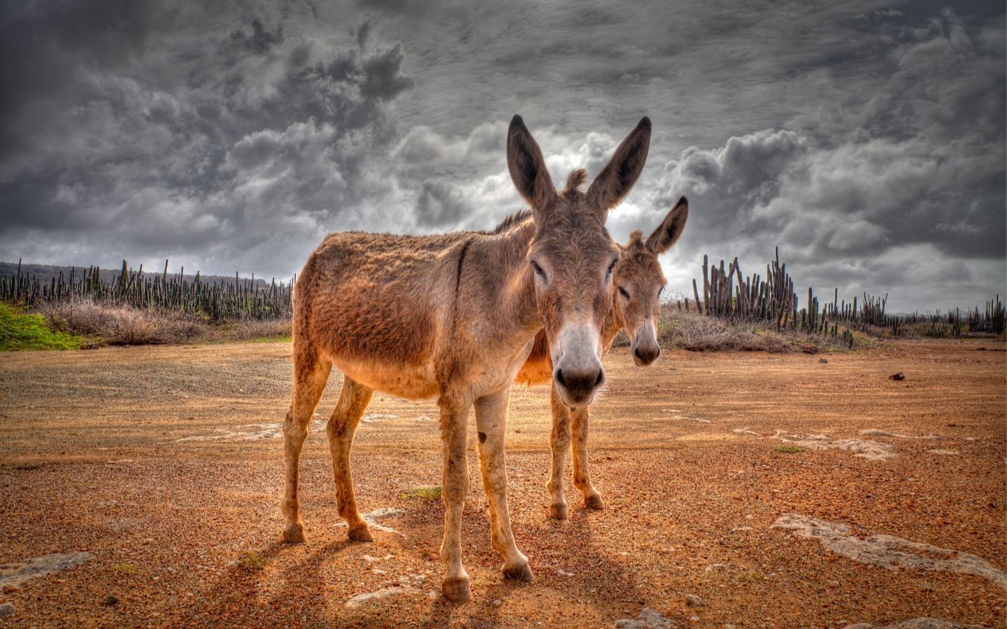Donkey Wallpapers - Mejores fondos de Donkey gratis - WallpaperAccess