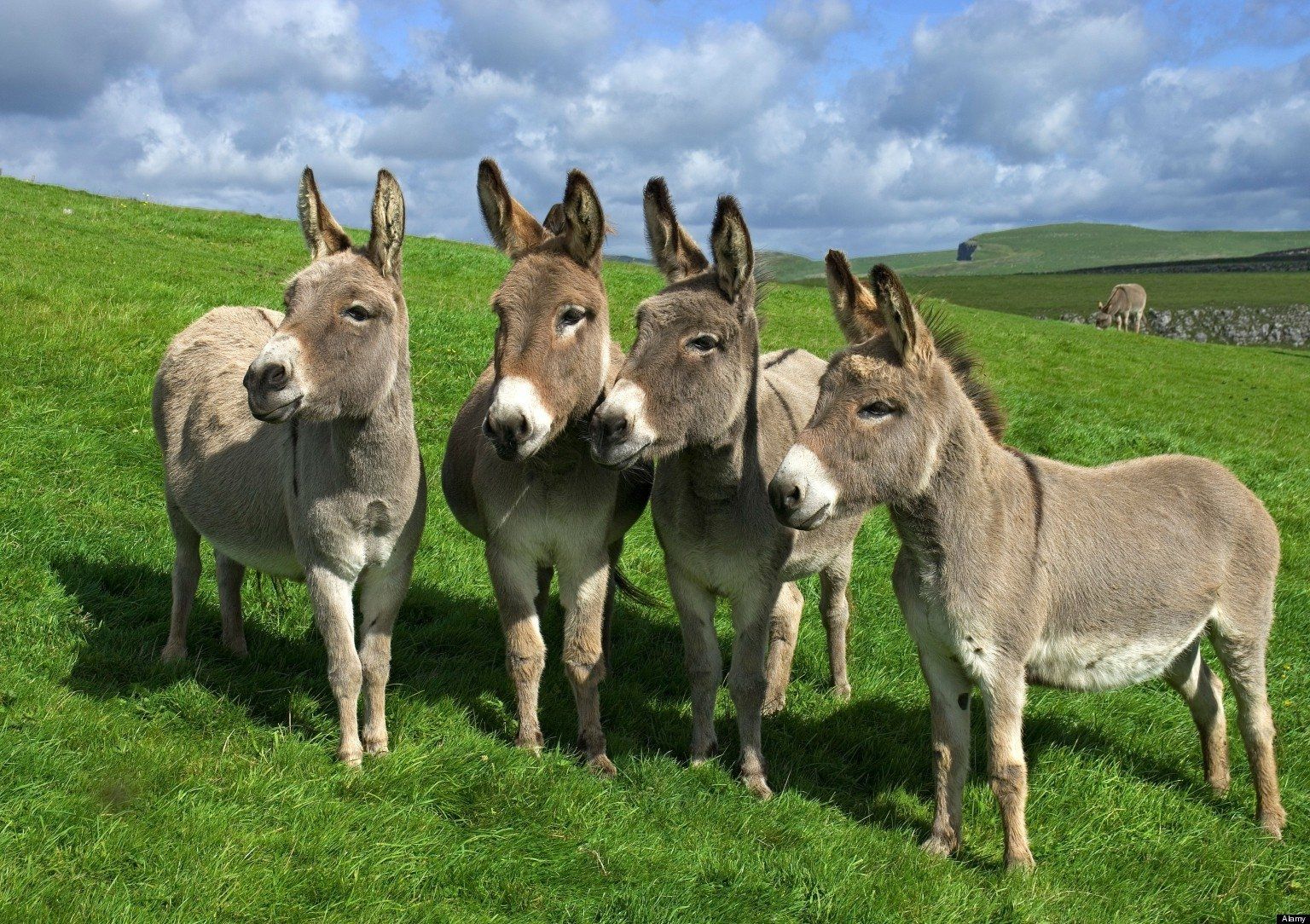 18 Donkey Fondos de pantalla HD | Imágenes de fondo