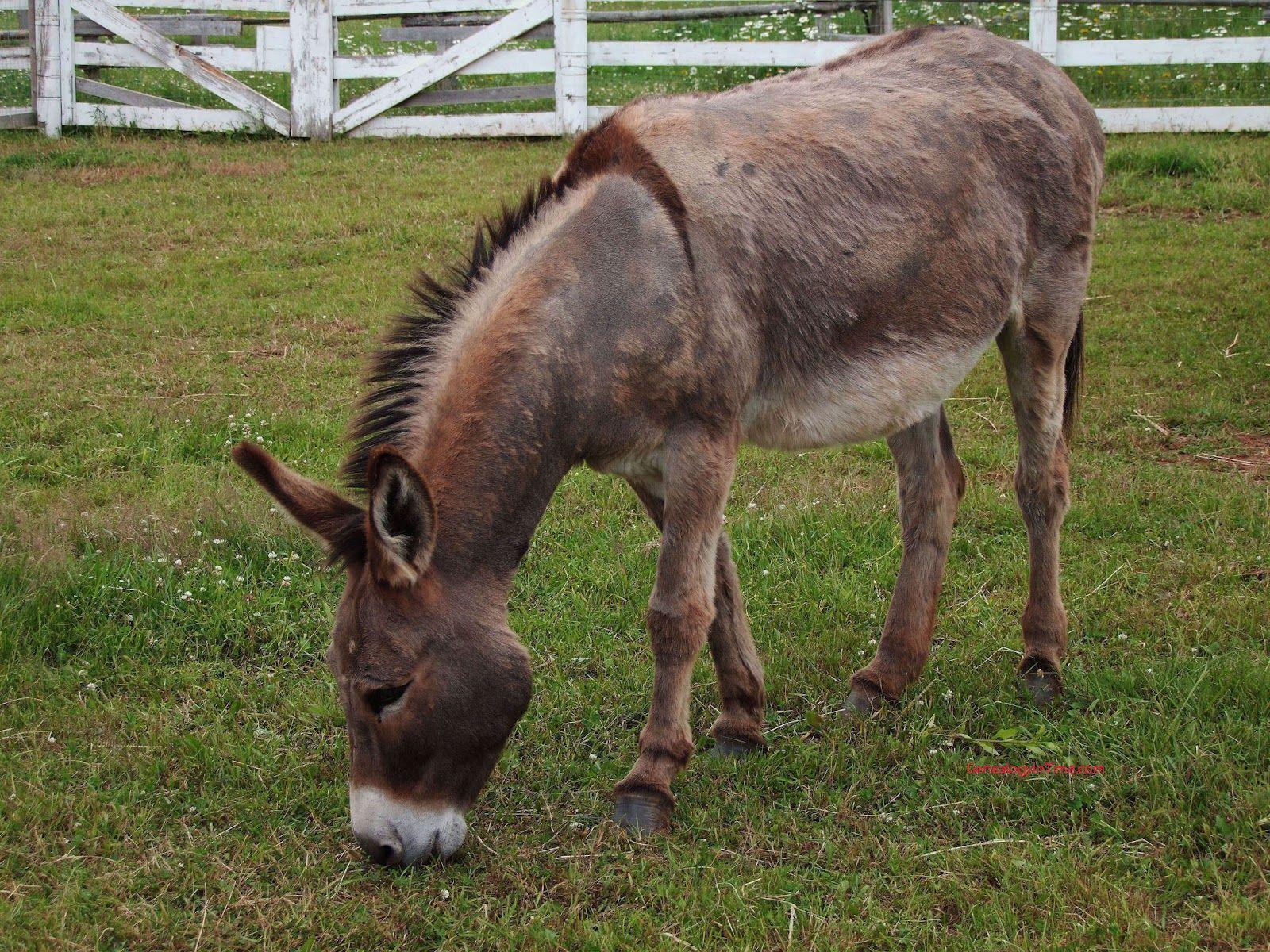 Donkey Wallpapers