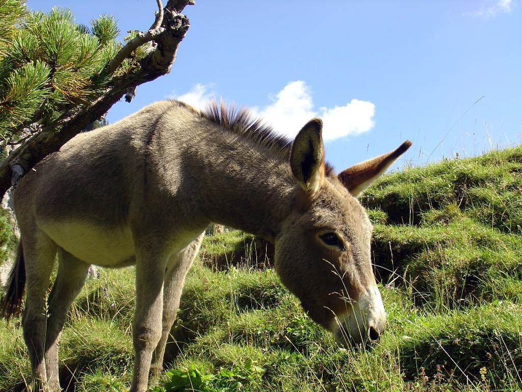 Burro Fondos de pantalla | Animales | Burro lindo, Burro, Animales