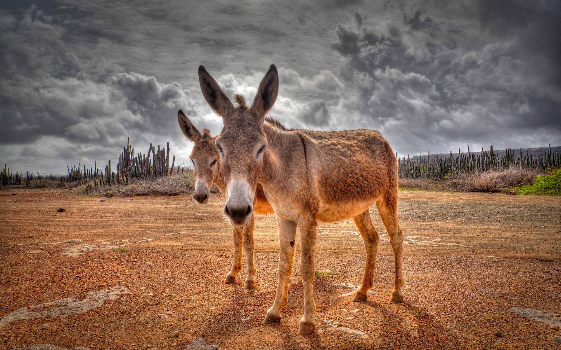 Donkey Wallpapers - Mejores fondos de Donkey gratis - WallpaperAccess