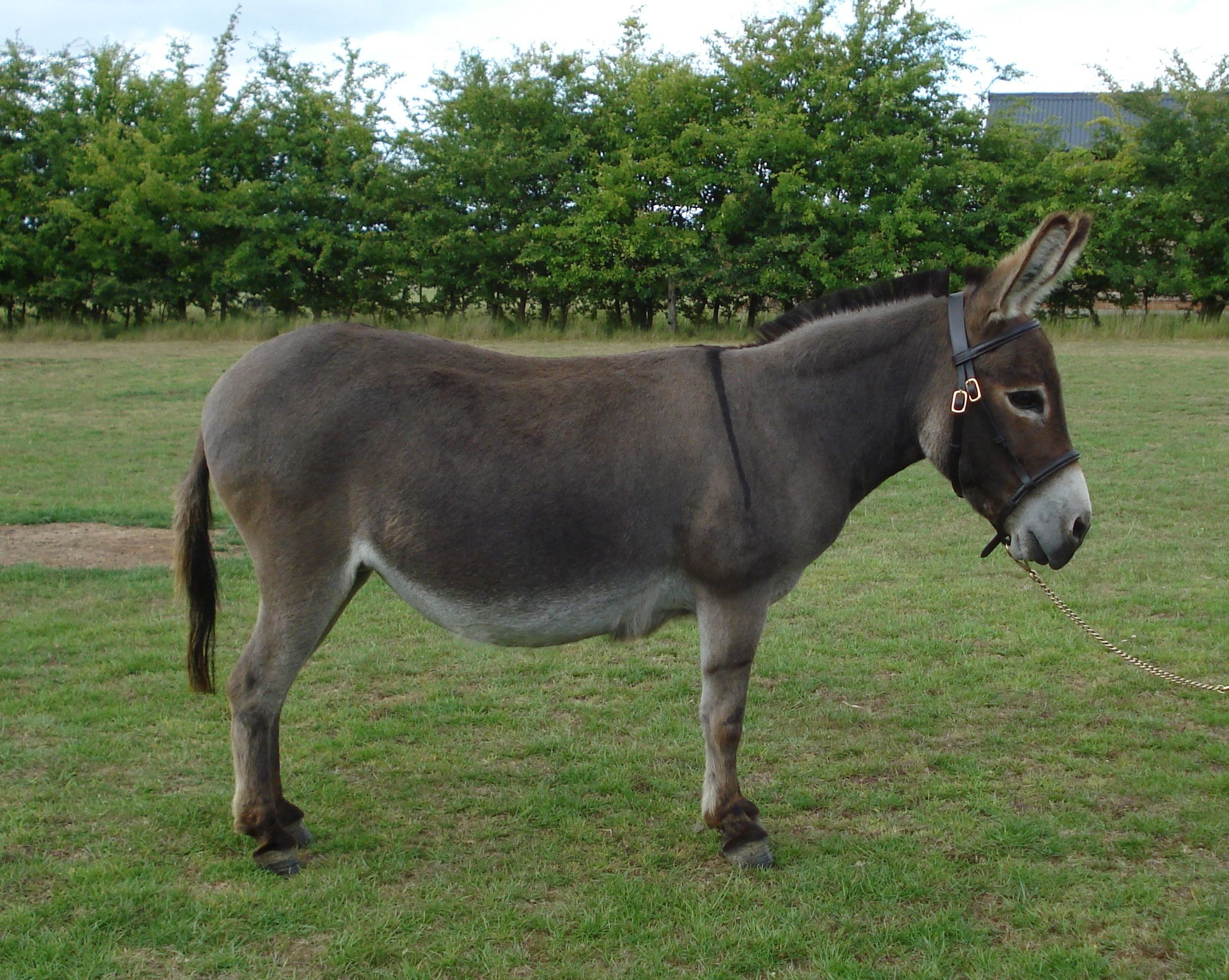 Imágenes de animales de burro fotos gratis fondos de pantalla descargar