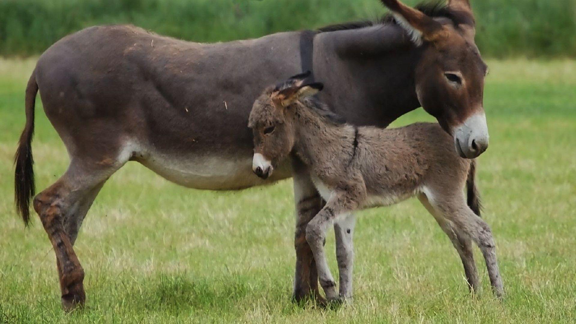 Donkey Wallpapers