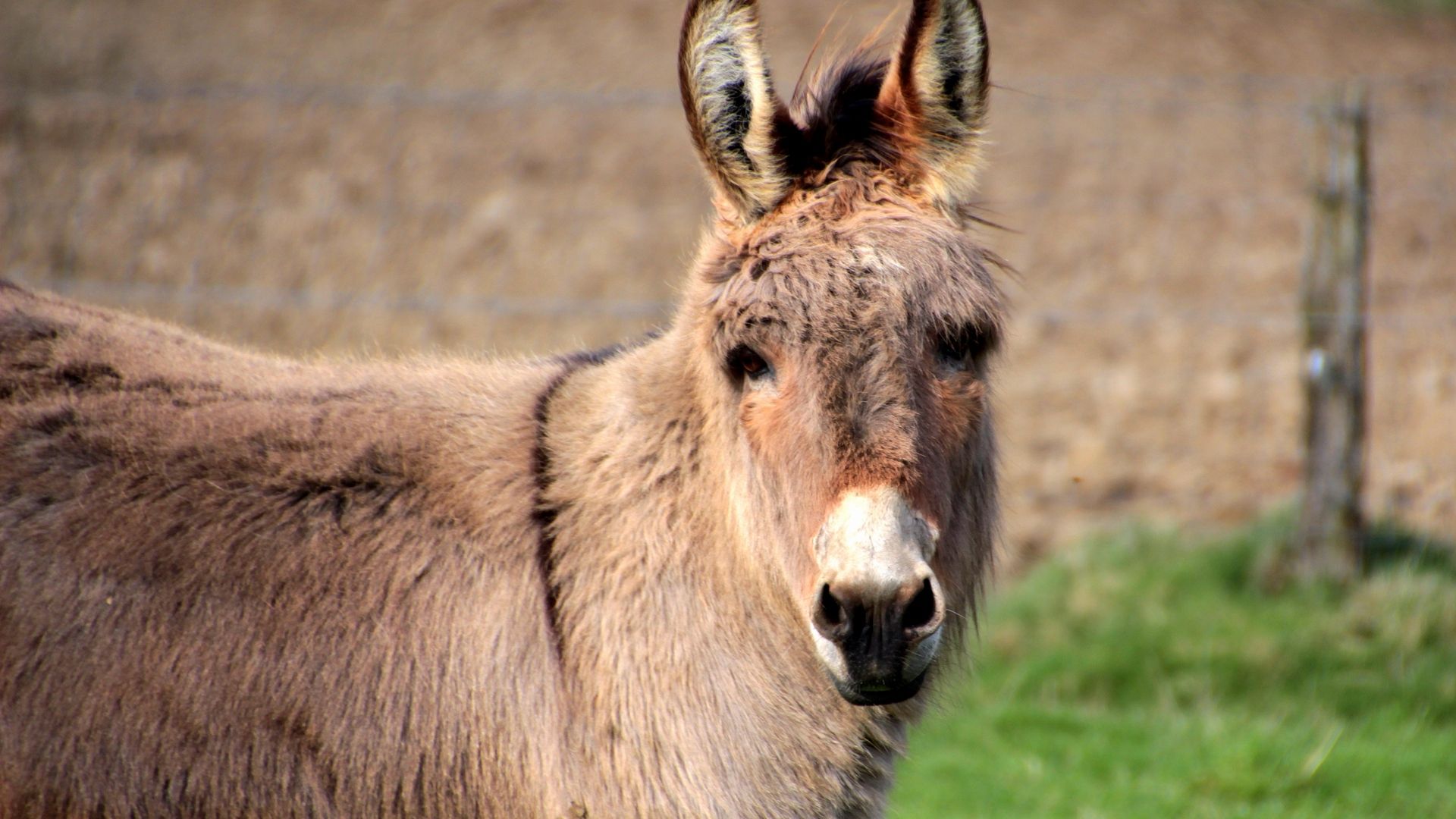 Descargar fondo de pantalla 1920x1080 burro, animal, hocico full hd, hdtv