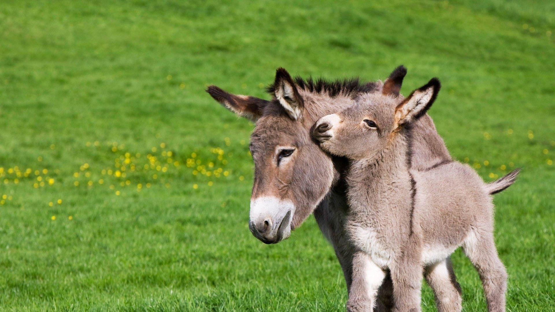 Burro Wallpaper 2 - 1920 X 1080 | stmed.net