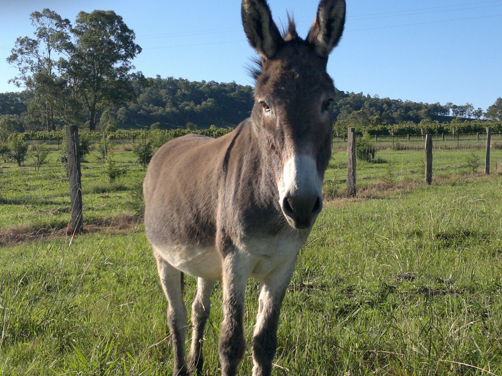 Fondos de burro 1600x1200, # P1OVMUB - 4USkY