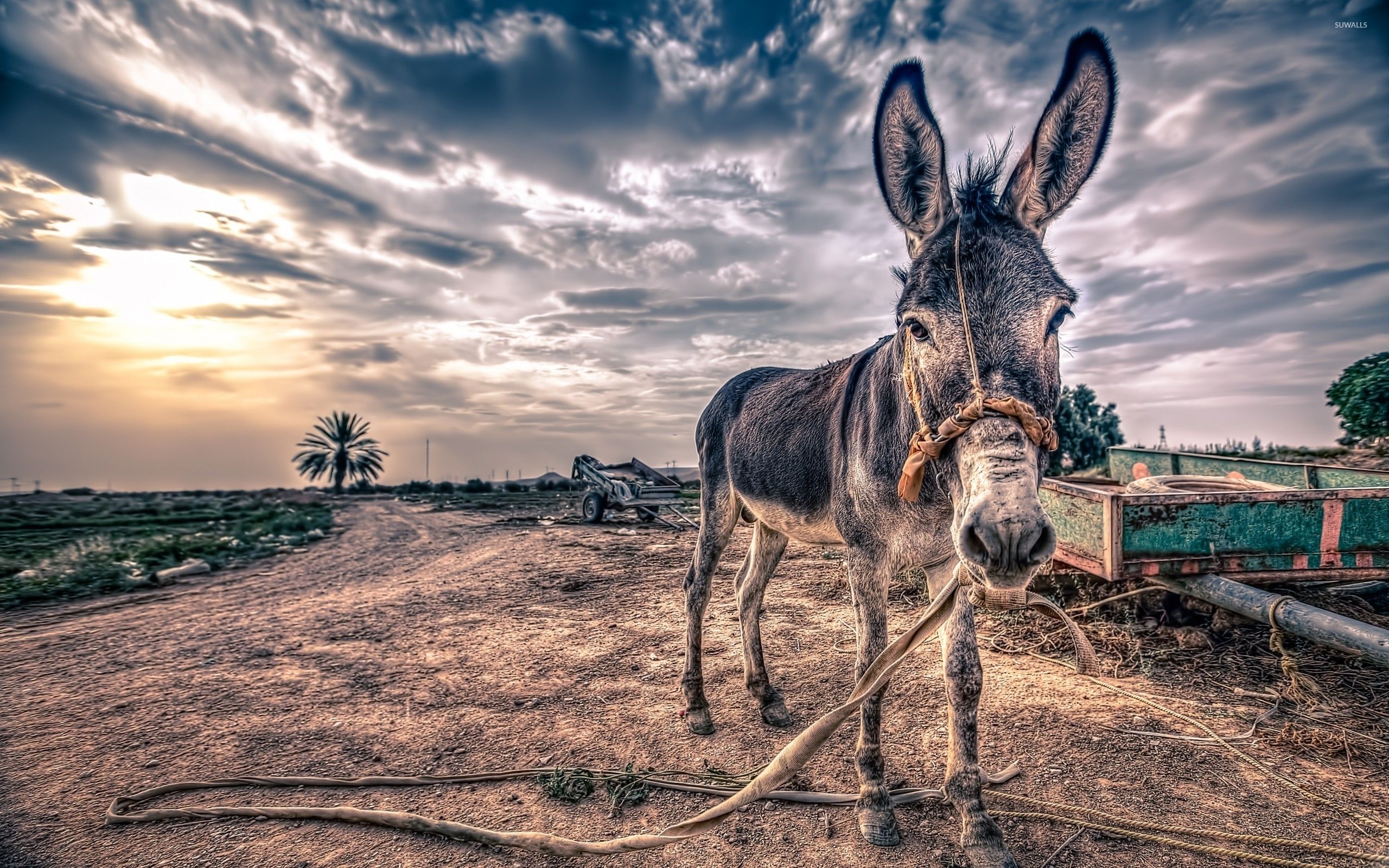Papel pintado burro flaco - Fondos de animales - # 50464