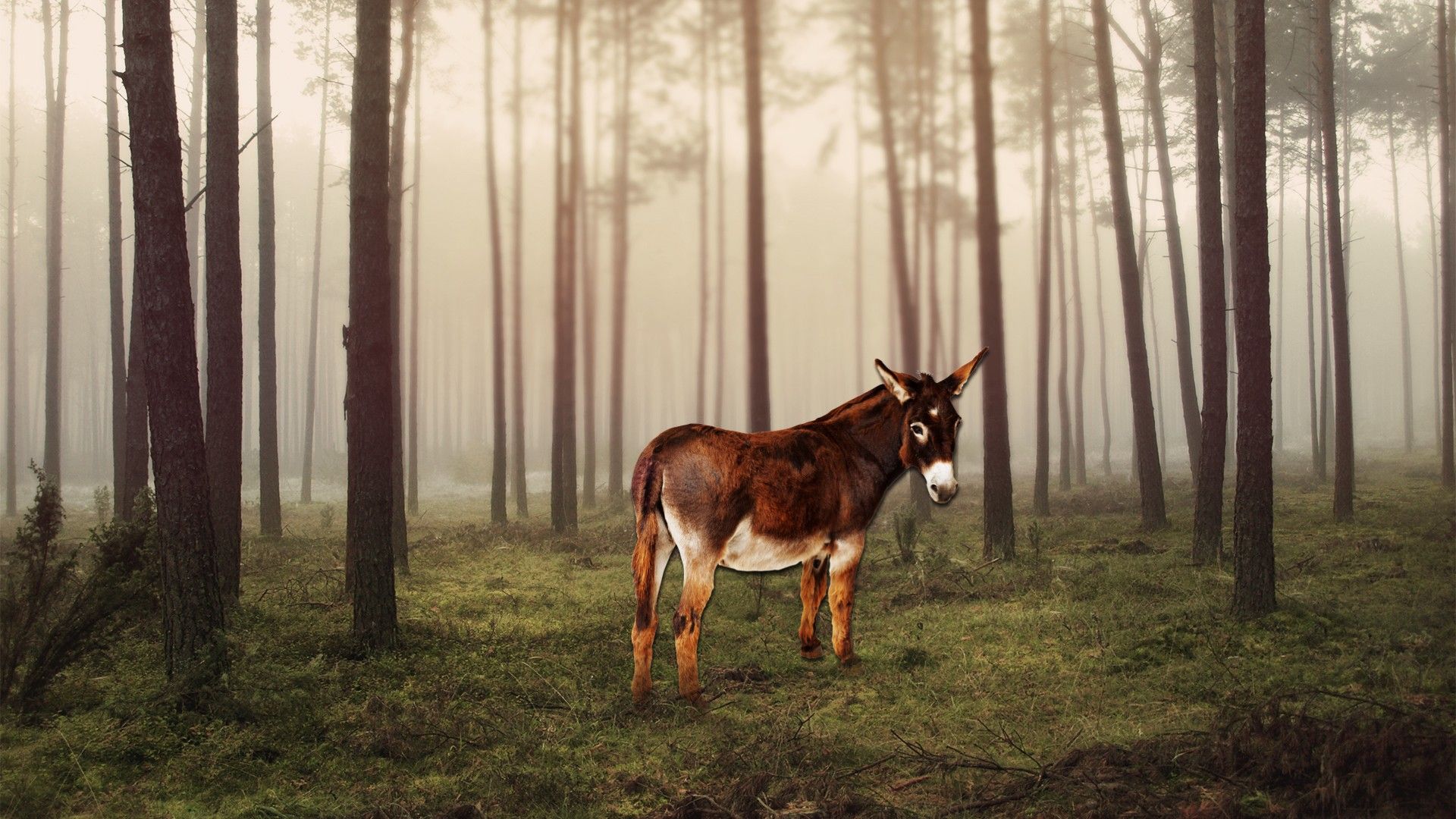 Donkey Background HD Wallpapers 29132 - Baltana