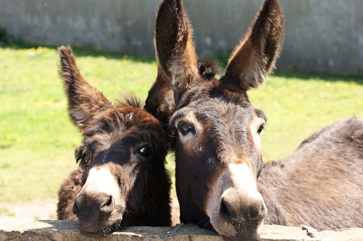 Donkey Wallpapers