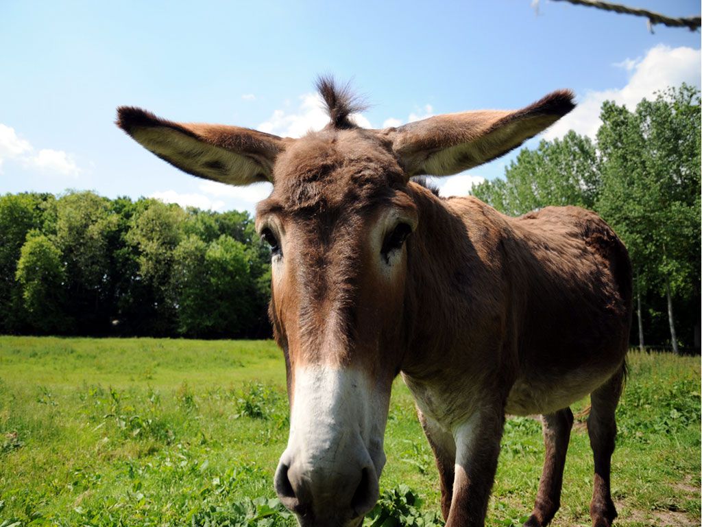 VK.35: fondos de pantalla de burro (1024x768 px) - 4USkY