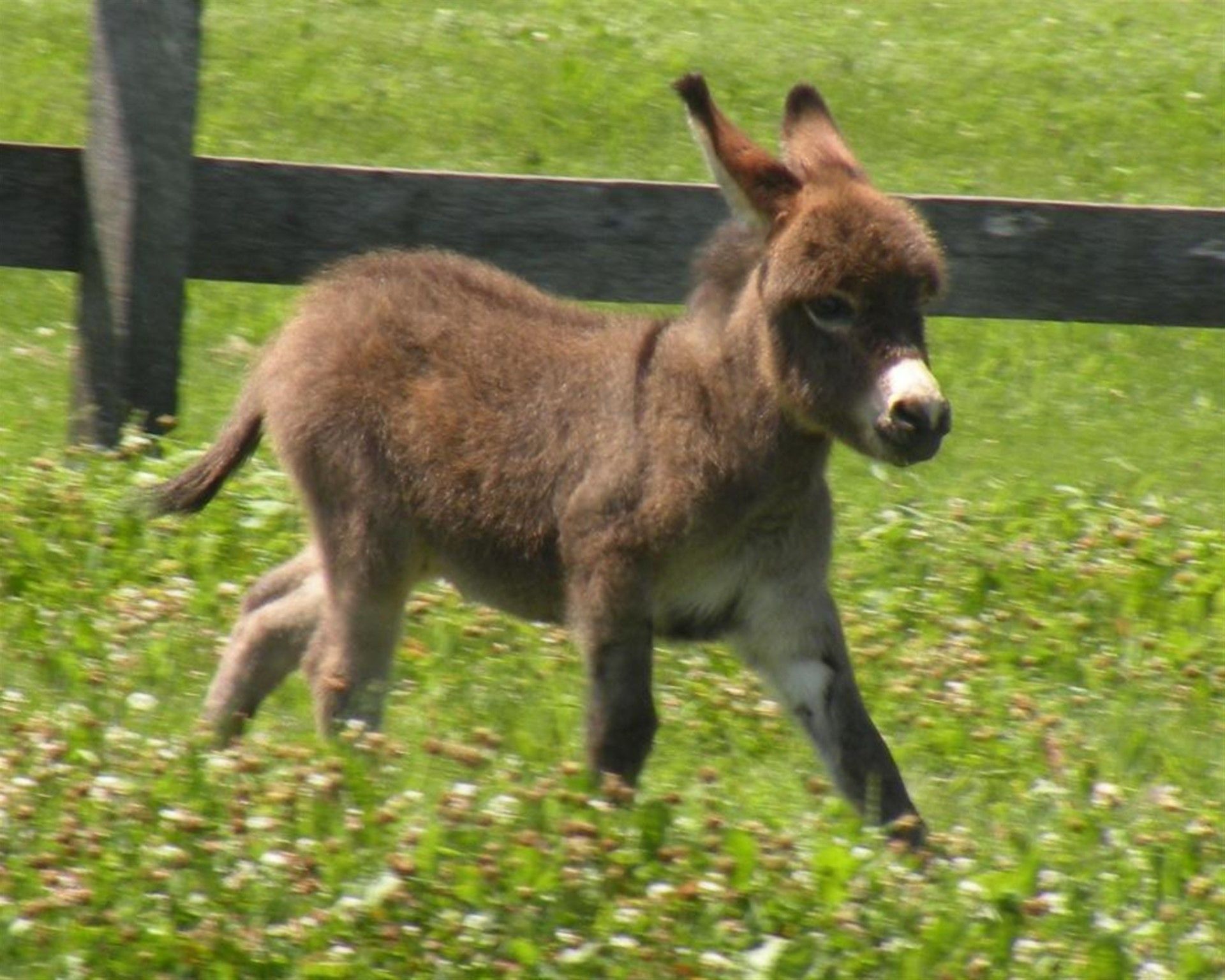 Fondo de pantalla de burro (más de 54 imágenes)