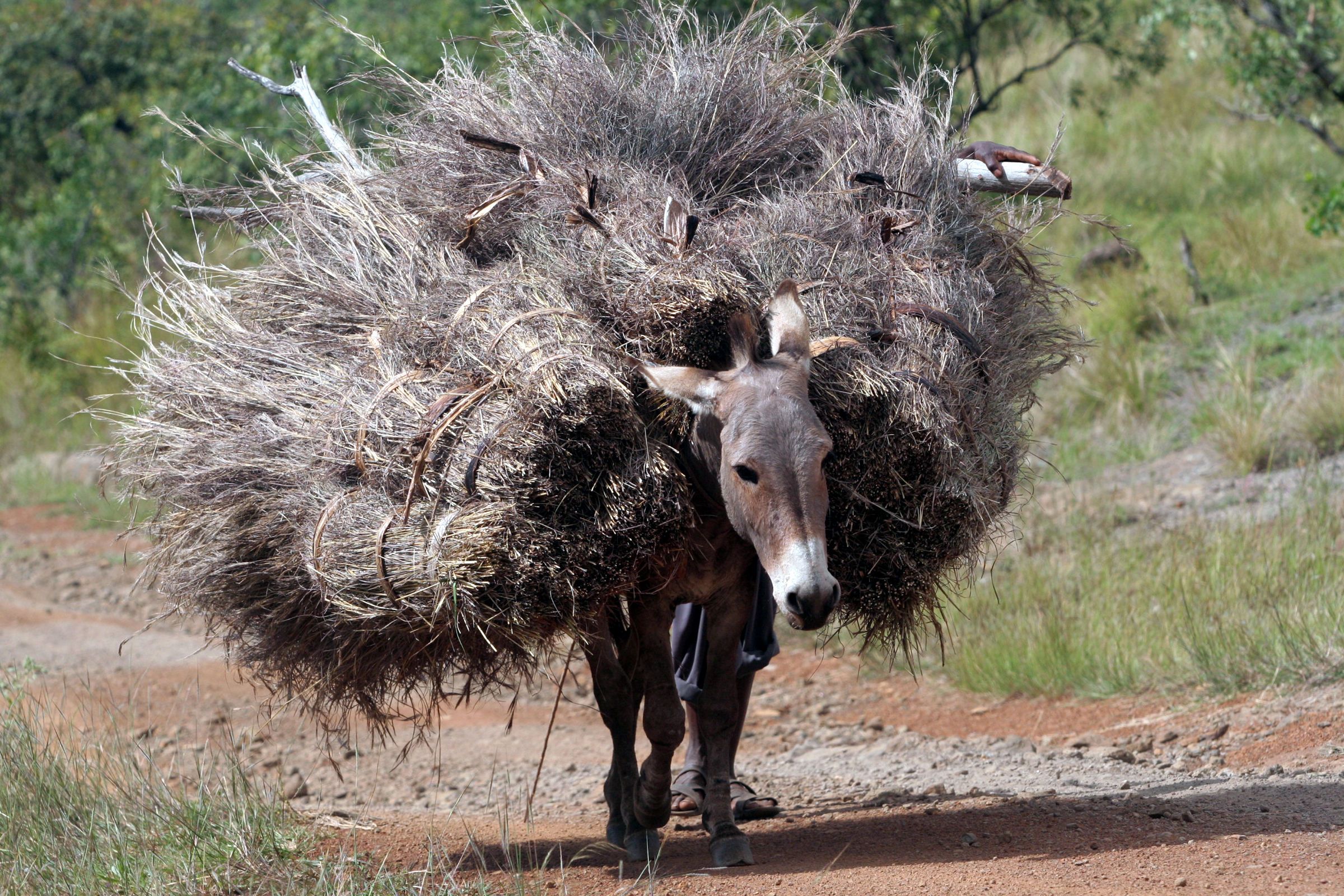 Donkey wallpaper Gallery