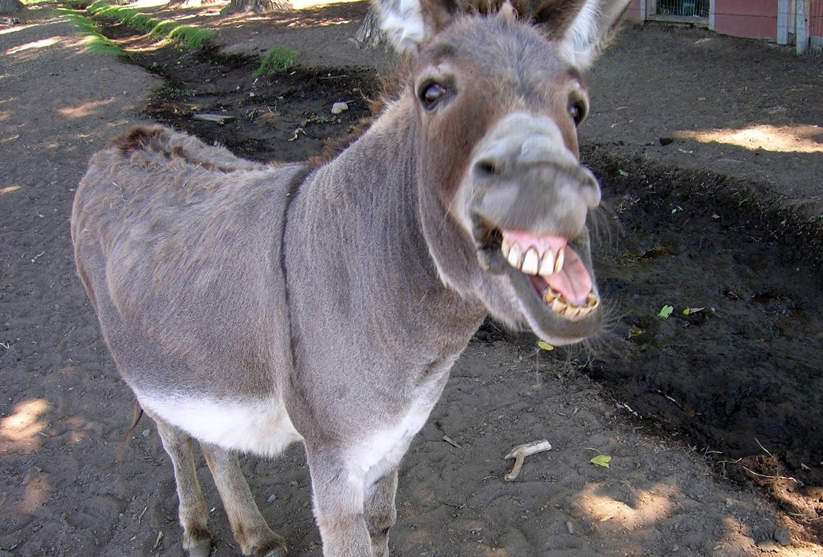 HD Burro Fondos de pantalla y fotos | HD Animals Wallpapers