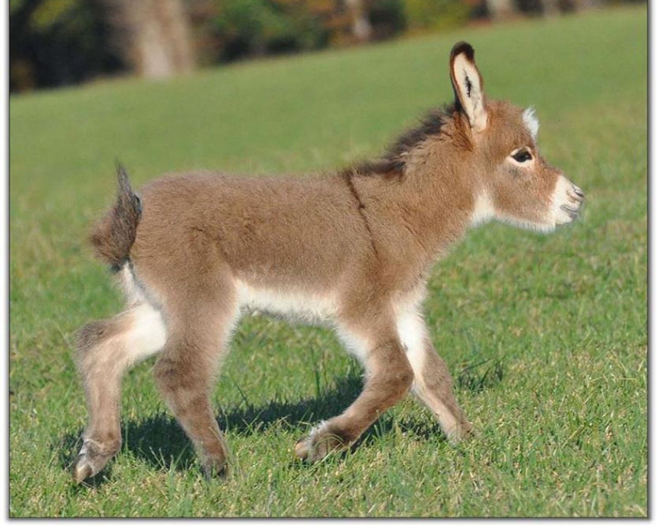 Burro Fondos de pantalla | Biblioteca de animales