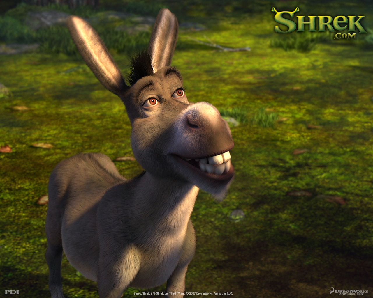 Burro Wallpaper 9 - 1280 X 1024 | stmed.net