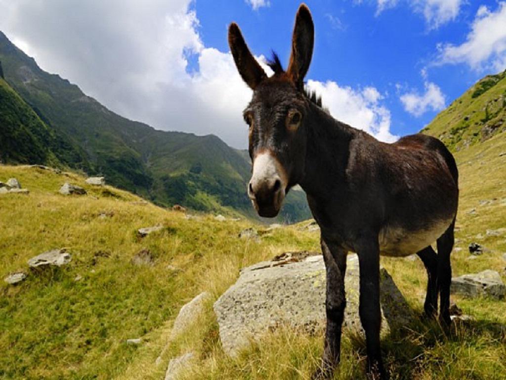 Fondos de burros gratis # E54X4N6 - 4USkY