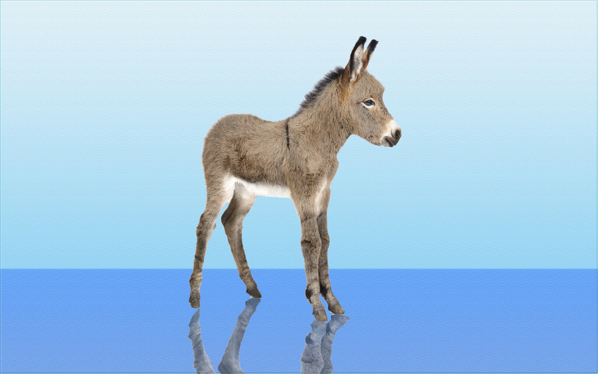 Burro fondos de escritorio 1920x1200 fondos de escritorio