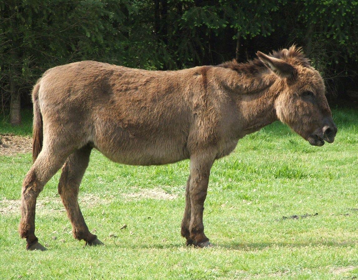 Donkey Wallpaper - Fondos de pantalla Navegar