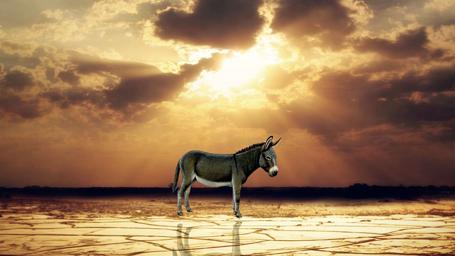 Donkey Desktop HQ Wallpaper 29137 - Baltana
