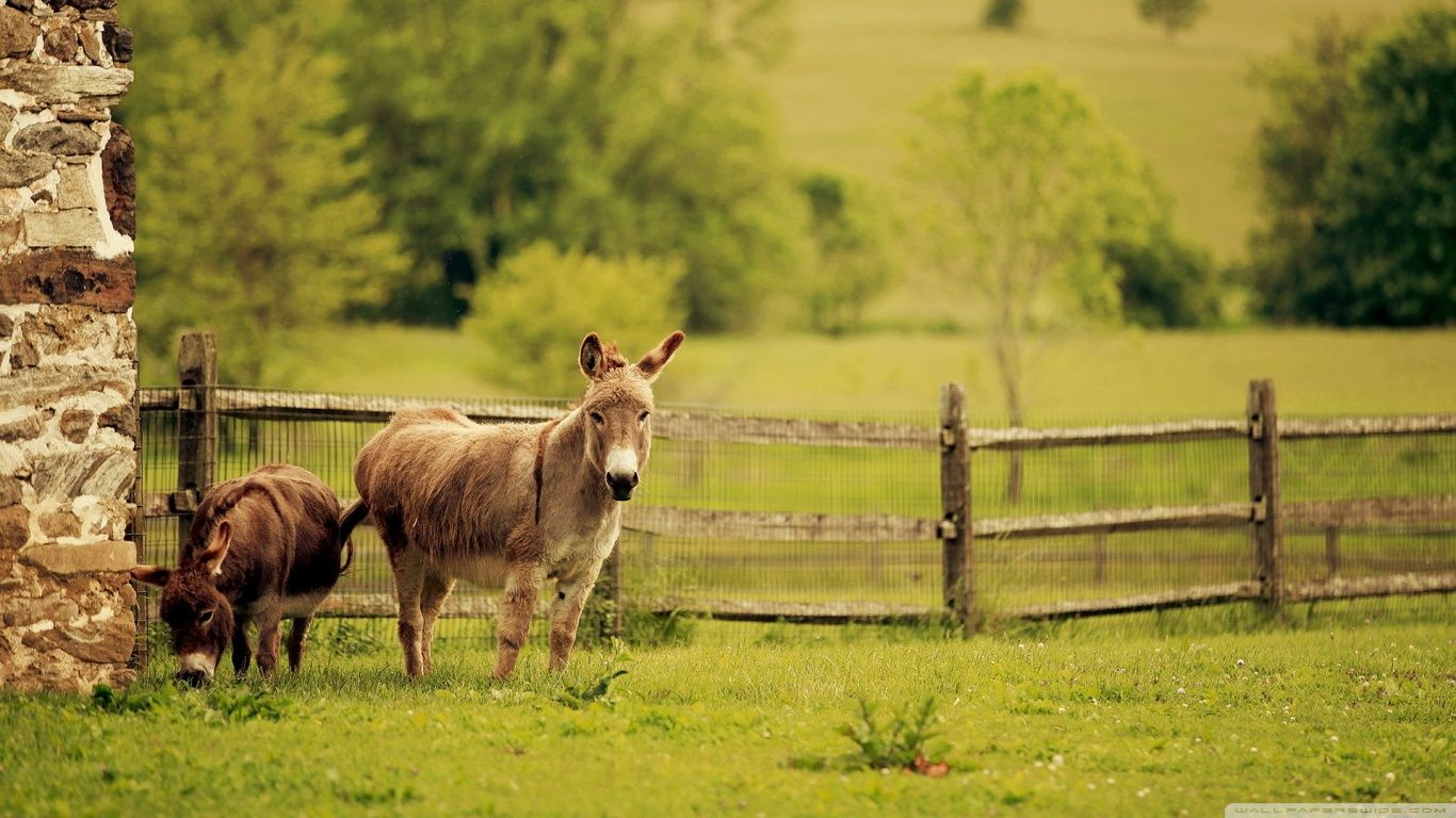 Donkeys ❤ 4K HD fondo de escritorio para 4K Ultra HD TV • Wide & Ultra