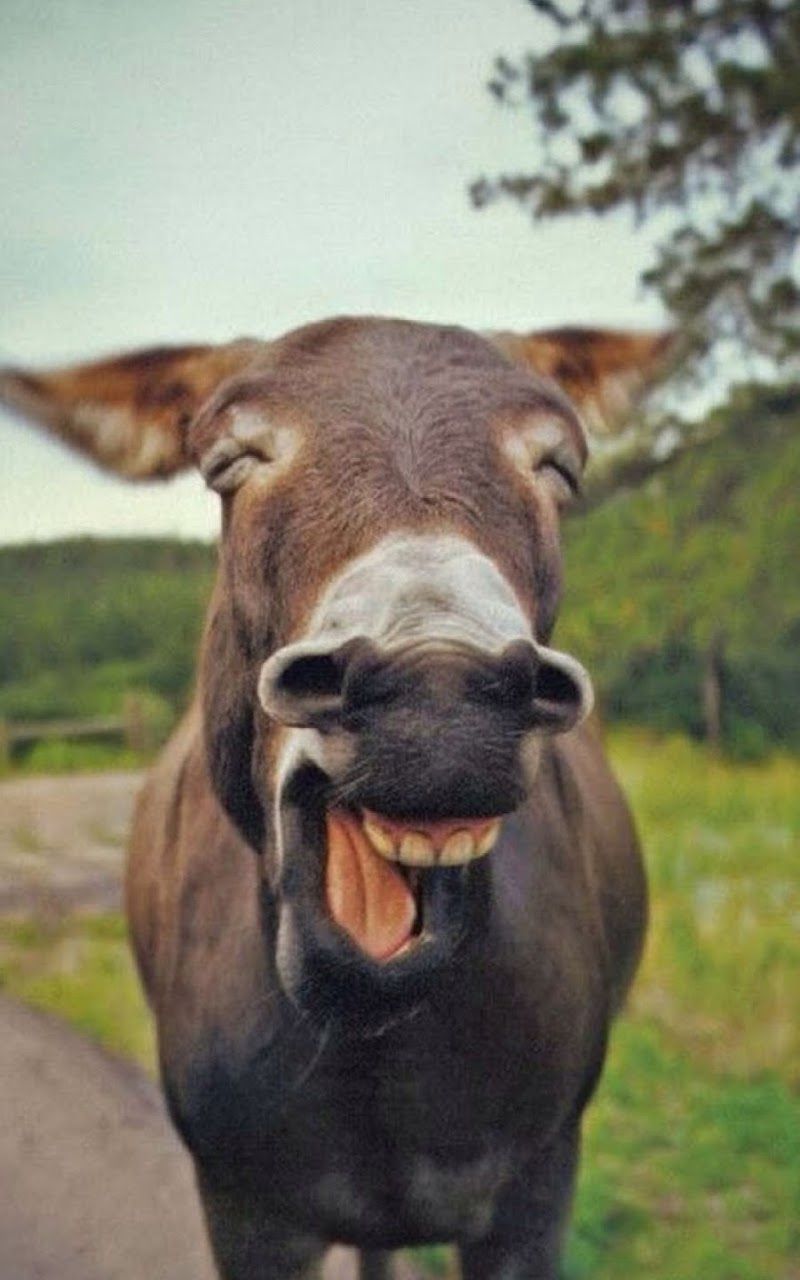 Galaxy Note HD Wallpapers: Burro sonriente divertido Galaxy Note HD Wallpaper
