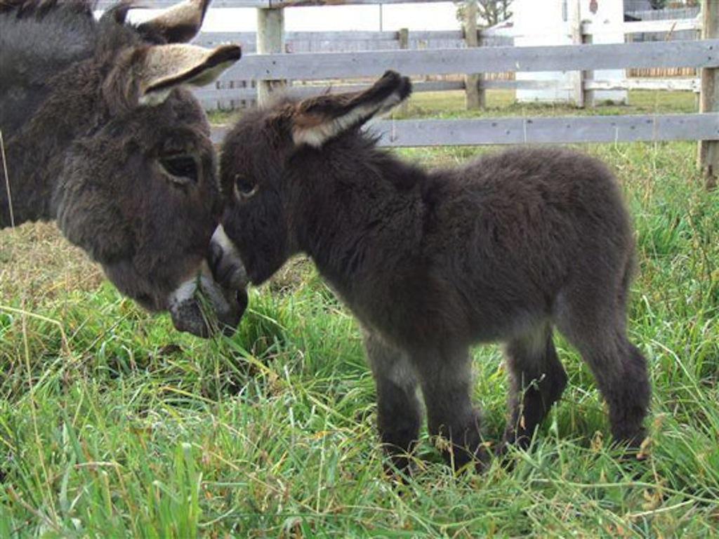 Increíble colección de imágenes y fondos de burros 4K Ultra HD
