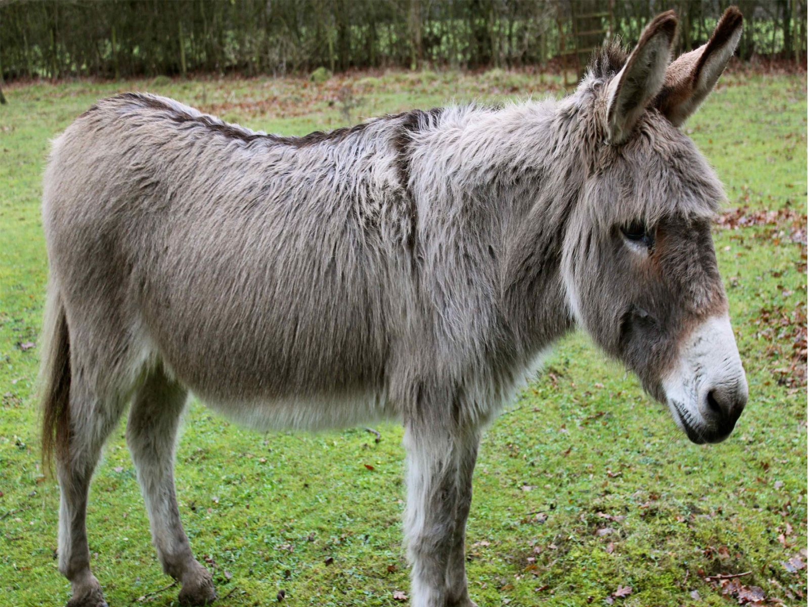 5634582 1600x1200 burro windows fondo de pantalla | burro | Tokkoro.com