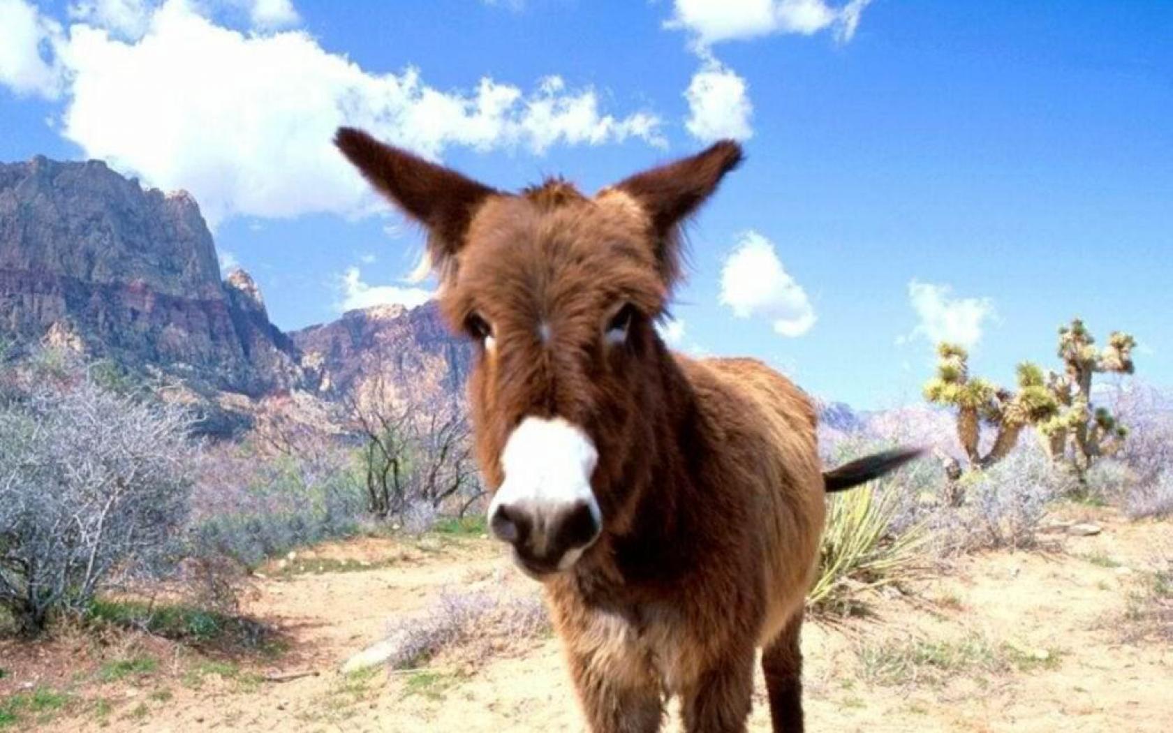 26 fondos de pantalla de burro para escritorio - GsFDcY WP Collection