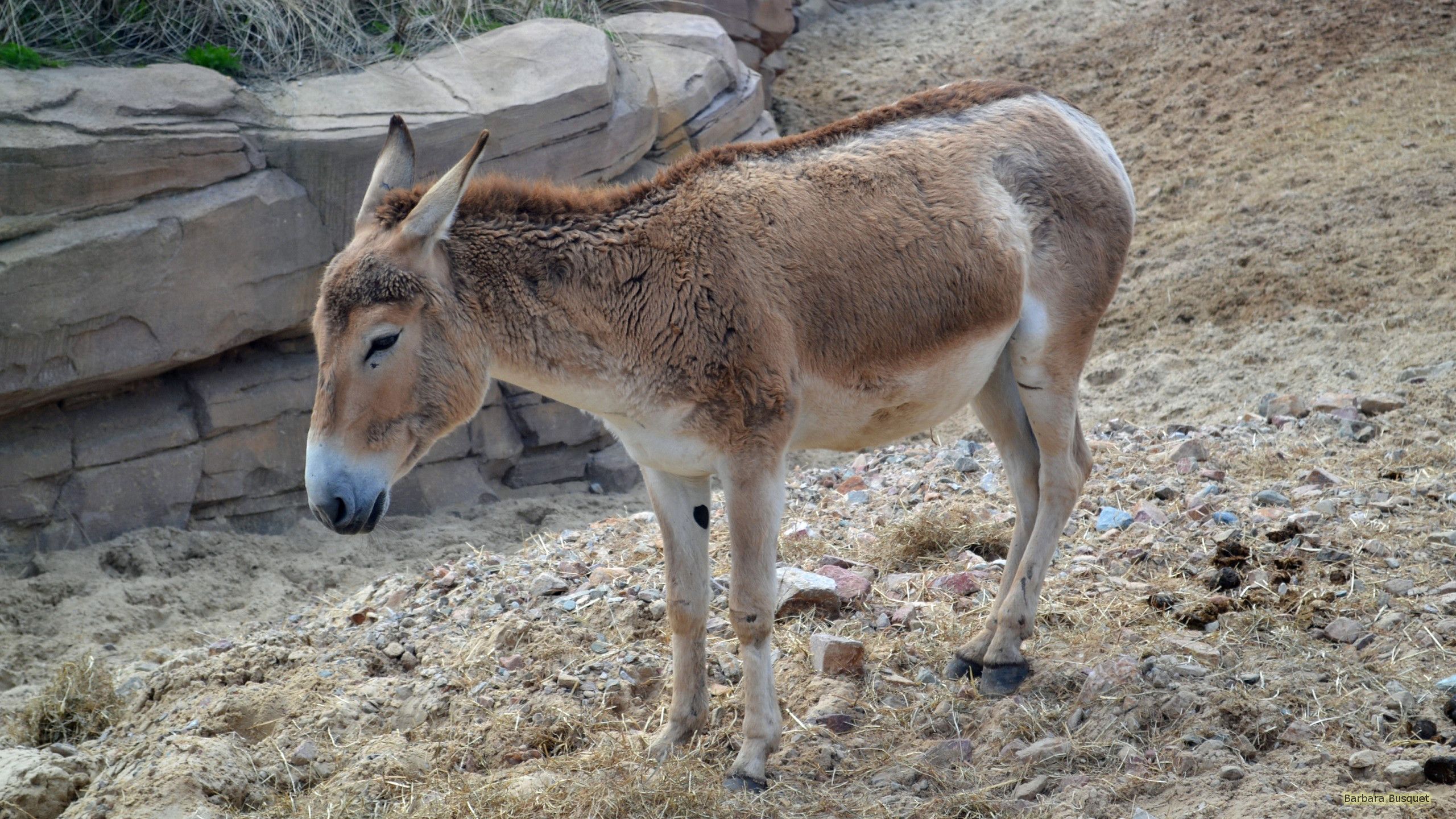 Burros - Barbaras HD Wallpapers