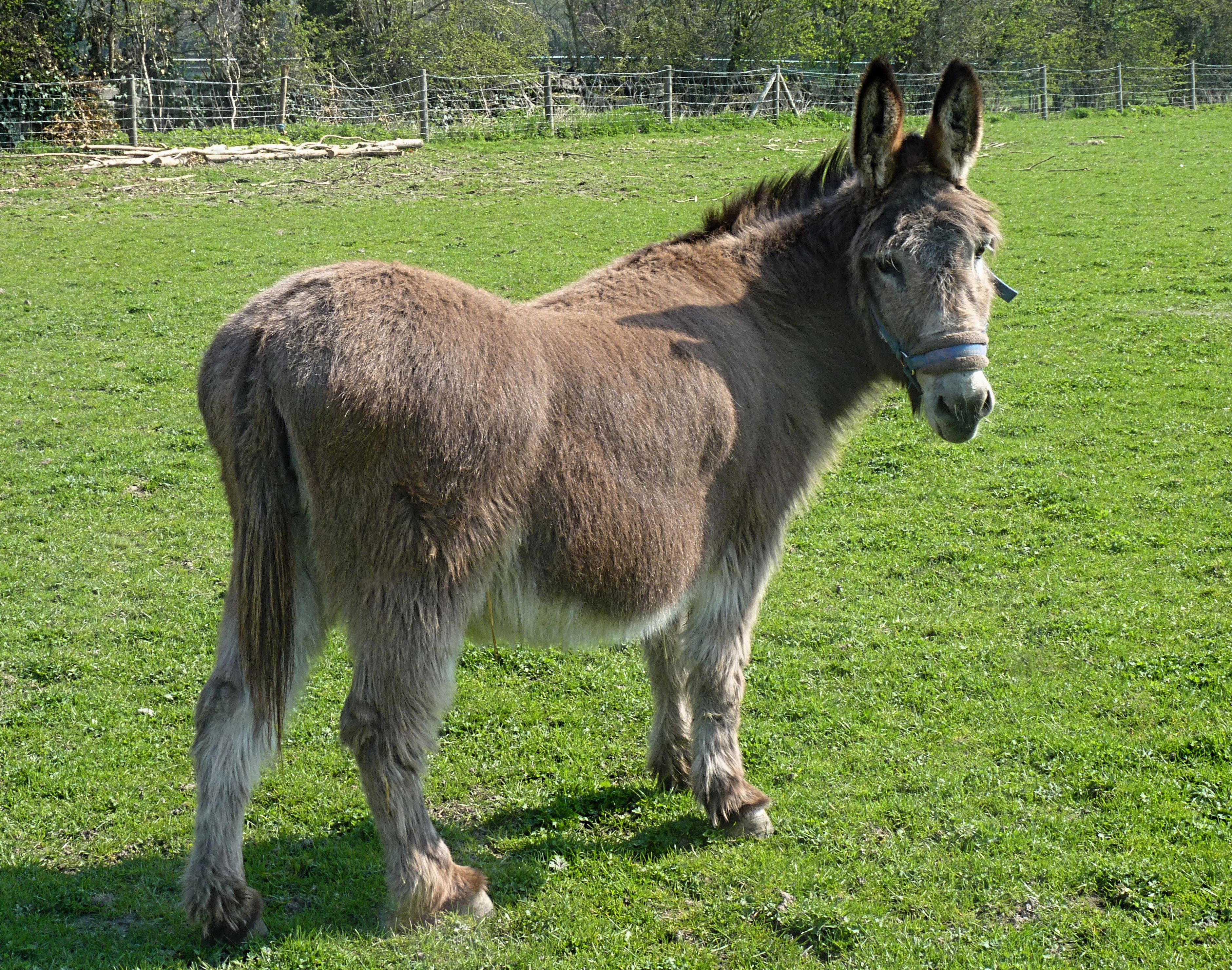 Burro Wallpapers HD # DU6HOR3 - 4USkY