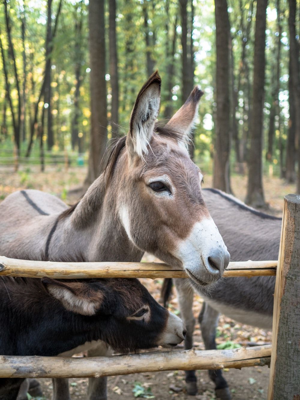 Más de 100 fotos de burros | Descargar imágenes gratis