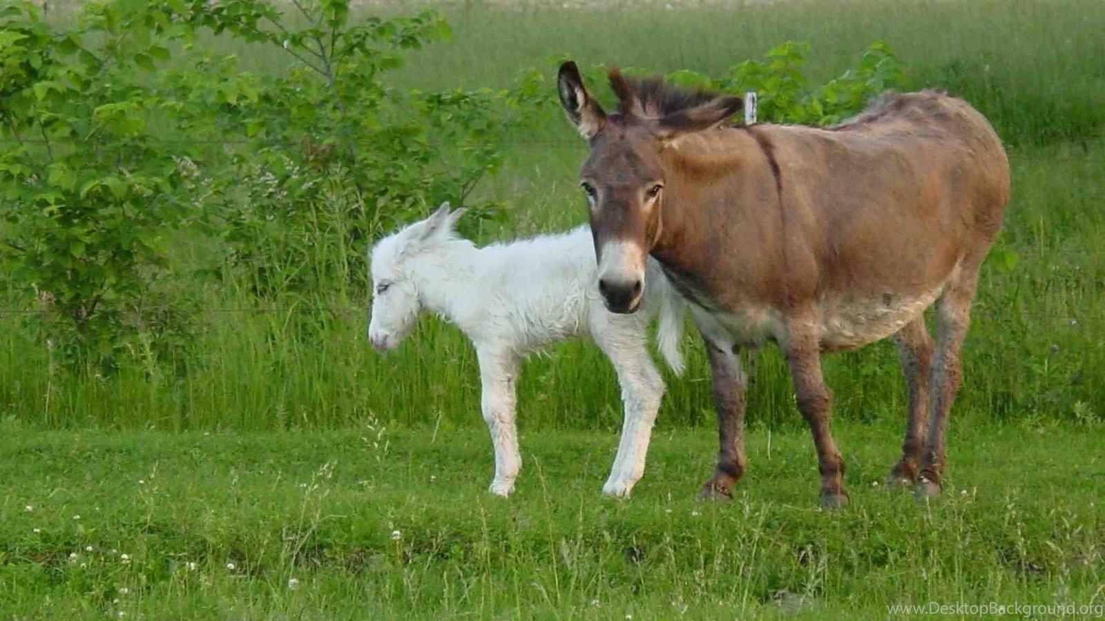 Descarga gratuita Wallpapers HD: Donkey Animal Hd Images Descarga gratuita