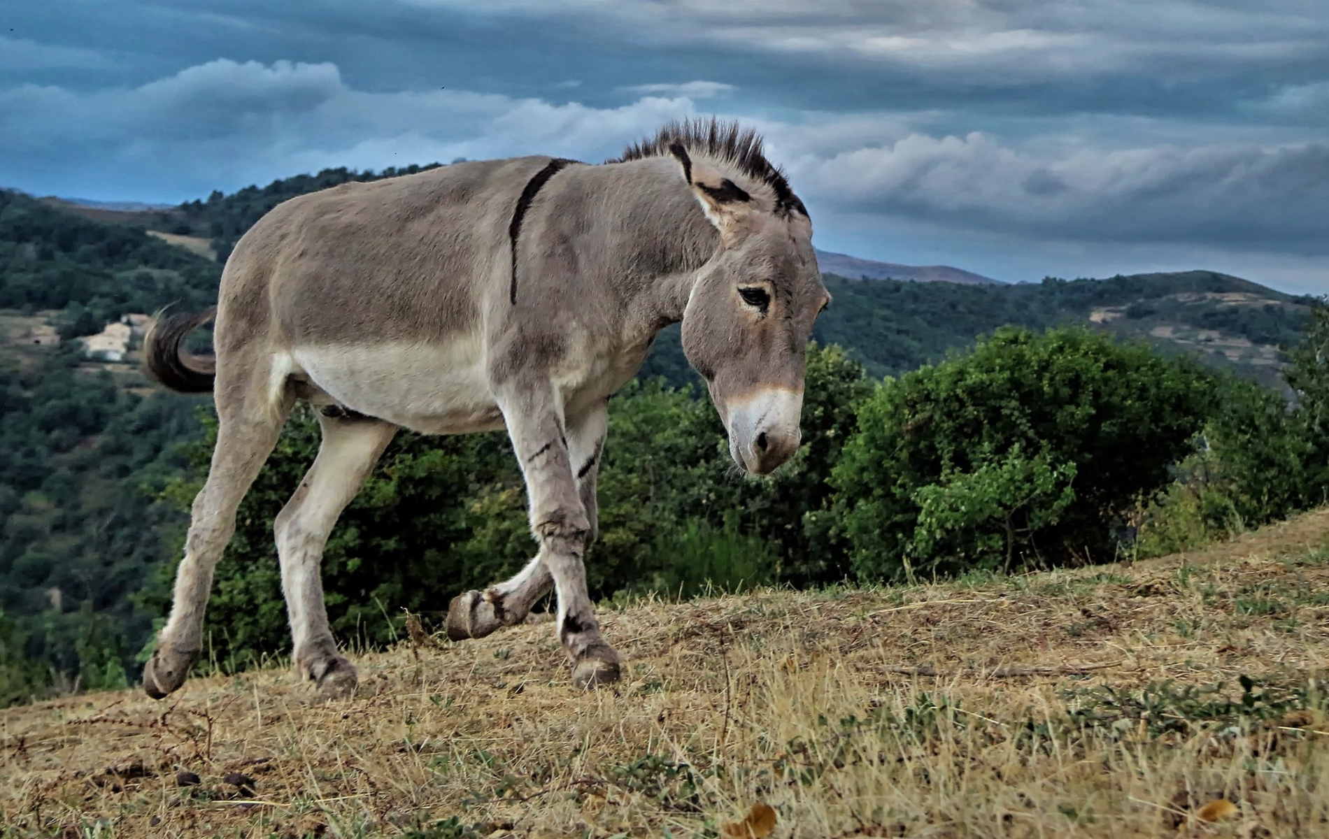 Donkey Wallpaper - Forever Wallpapers