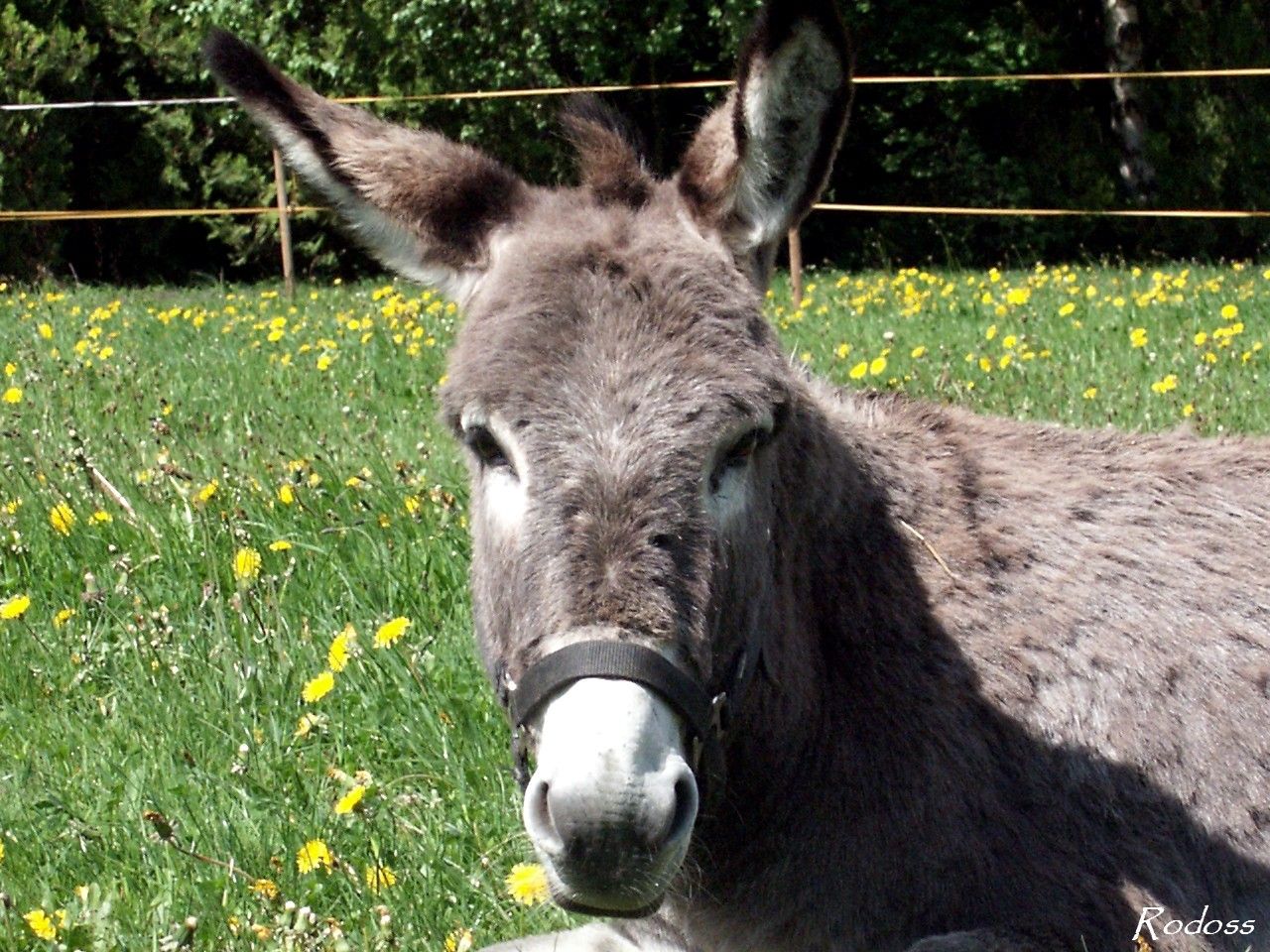 Burro Fondos de pantalla | Biblioteca de animales