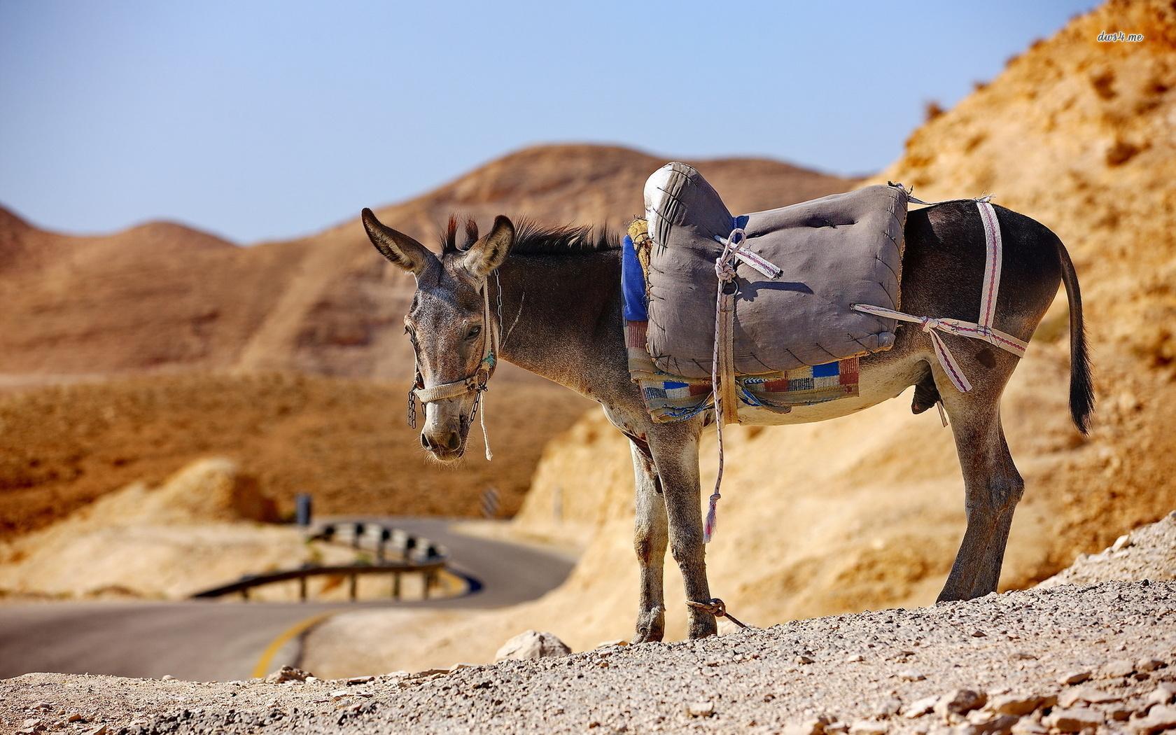 Donkey Wallpapers para Android - APK Descargar