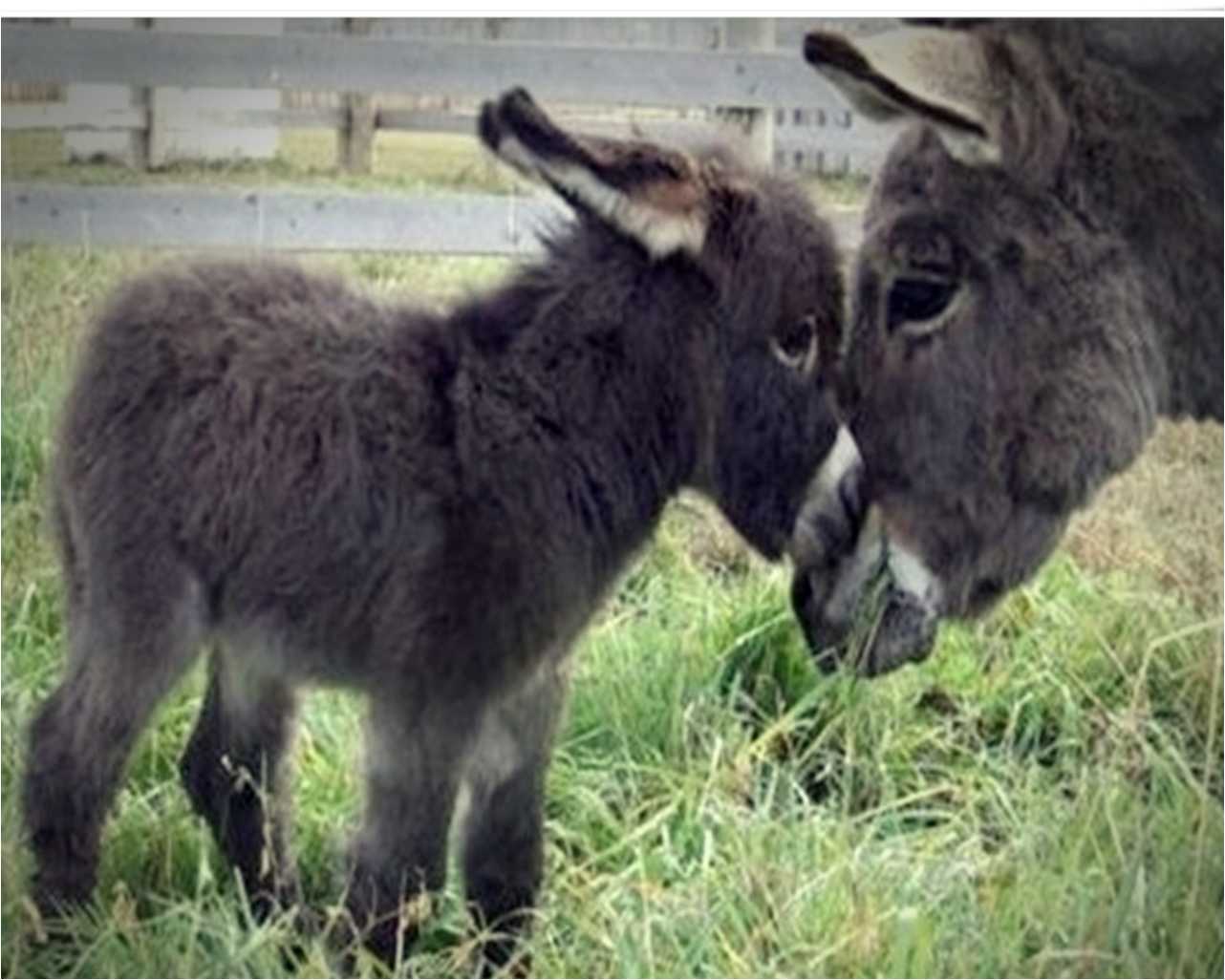 Donkey Wallpapers, Best Donkey Images - Top Collection, Christian