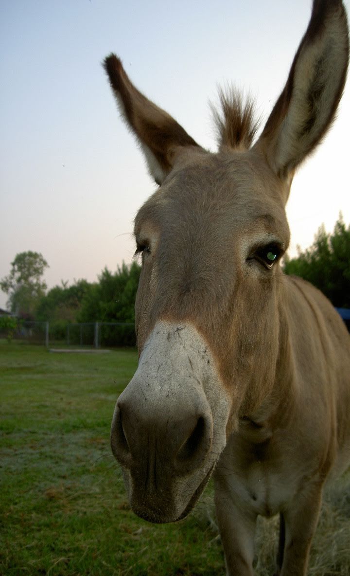 Aplicación Beautiful Horse Wallpapers | Aplicaciones de Android | Fondo de pantalla de caballo