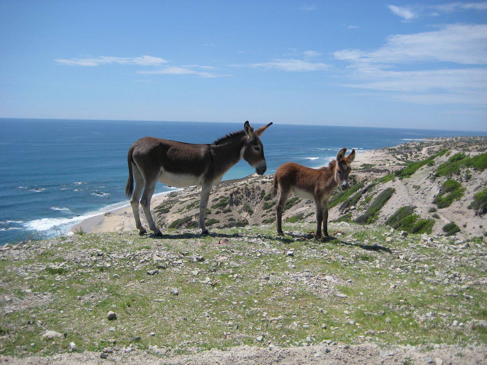 Donkey Wallpapers - Mejores fondos de Donkey gratis - WallpaperAccess