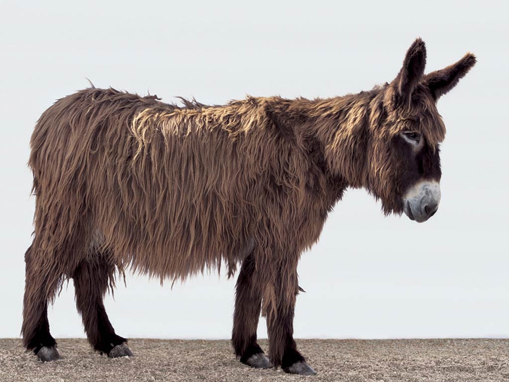 Fondo de pantalla de burro gratis - Animals Town