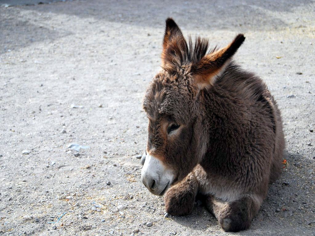 18571 fondo de pantalla de burro