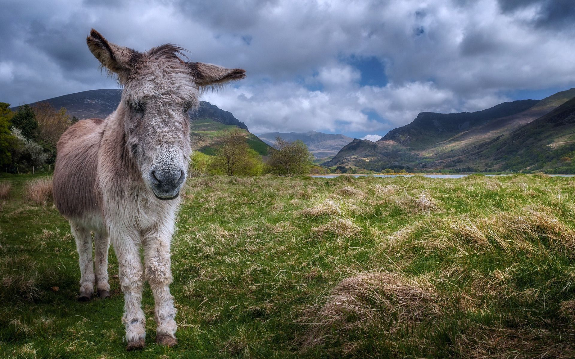 5634601 1920x1200 donkey fondo de pantalla para escritorio | burro | Tokkoro