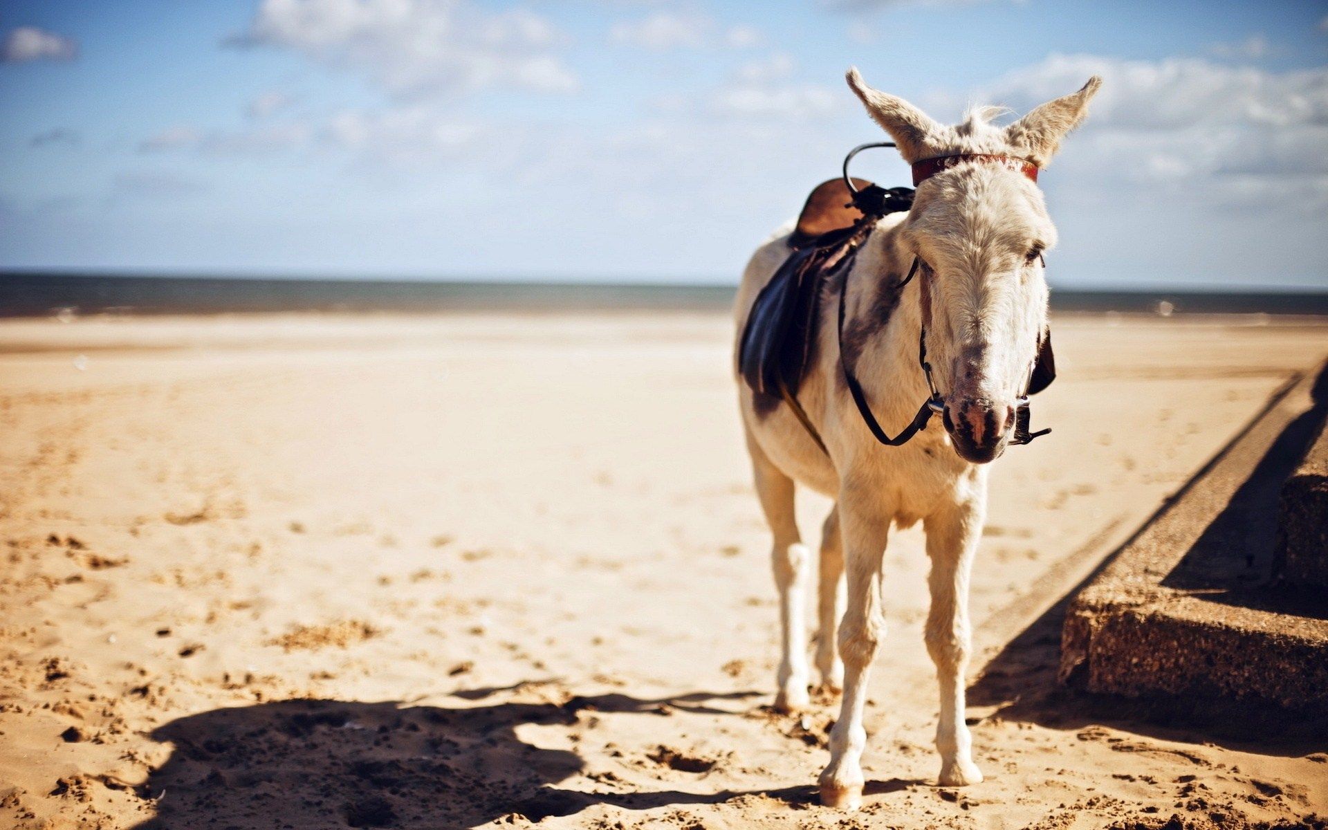 Shrek y burro # 6809566