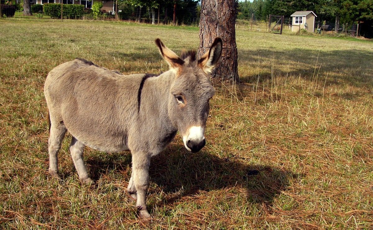 Fondos de burro - Wallperio.com